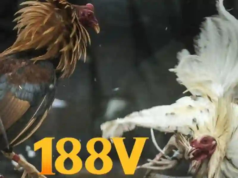 188v vom – Trải nghiệm đỉnh cao và đánh giá chân thực